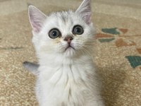 Muhteşem Kan Hattına Sahip Scottish Straight Yavrular