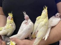 El Besleme Yavru Sultan Papağanları