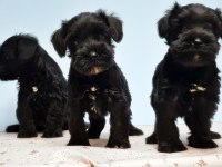 Siyah Schnauzer Yavru