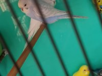 2 aylık erkek rainbow yavru muhabbet kuşu