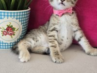 Ücretsiz Olarak 7 Haftalık Dişi Kedimiz