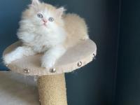 Bicolour Safkan British Longhair Kardeşler