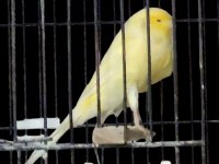 Yorkshire Kanaryalar