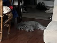 3 Yaşında Dişi Silver Poodle