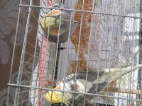 İki Yaşında Sultanlar