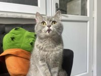 British shorthair için yuva aranıyor
