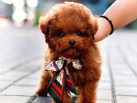 Toy poodle yavru köpeklerim