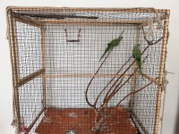 Dişi Pakistan Papağanımız