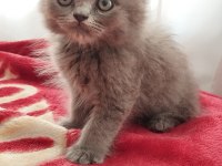 British Longhair Bebekler