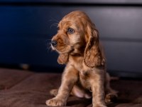 Safkan ingiliz cocker spaniel