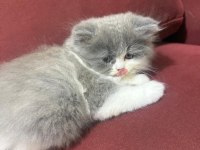 Scottish fold longhair blue point