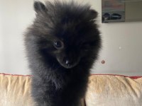 Erkek Ayıcık Pomeranian