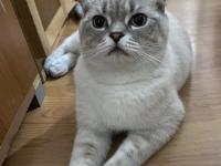 Dünyanın en uslu kedisi