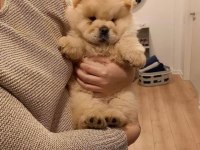 Chow chow yavruları