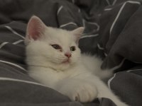 Eğitimleri Tam Sevecen Bir Minnoş Kedimiz