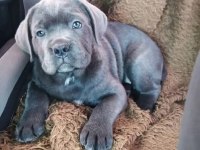 Sağlık Ve Irk Garantili Cane Corso Köpekleri