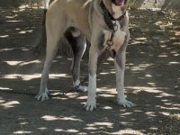 20 Aylık Erkek Anadolu Çoban Köpeği