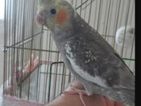 Elle Besleme Sultan Papağanı Yavrular