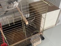 Eş sultan papağanı