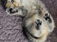 Scottish Black Golden Ny25