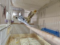 Sultan Papağanı Takım