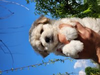 Mini Boy Maltipo Bebekler