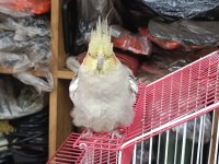 Takım Damızlık 1.5 Yaş Sultan Papağanı