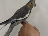 Sultan Papağanlar Sahiplendirilecekler