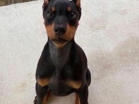 Efsane Biblo Gibi Estetikli Teslime Hazır Doberman Yavrular