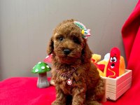 Safkan toy poodle yavru köpekler