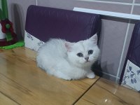 Minik british shorthair prenses