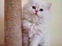 Golden point british longhair yavru erkek