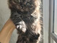 British shorthair silver chocalate ve bicolor