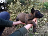 Kişi Ve Alan Koruma İçin Belçika Kurdu