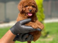 Toy poodle yavrusu köpekler