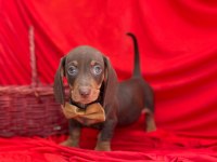 Safkan dachshund yavrularımız