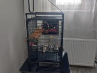 2 Adet Sultan Papağanı Ve Büyük Boy Kafeste Satılık