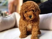 Maltipoo Bebekleri