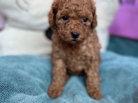Red Brown Toy Poodle Bebekler