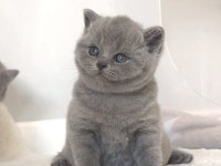 Vazgeçilmez Gri British Shorthair Yavrumuz