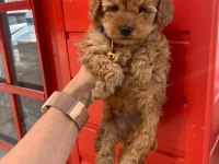 Safkan ve pasaportlu toy poodle yavruları