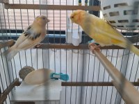 El Yapımı Ahşap Kafes + Çift Kanarya