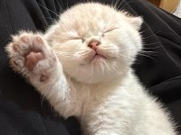 Prenses Kedimiz Yeni Yuvasını Arıyor!