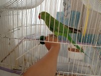 6-7 aylık ısırma bağırma bilmez pakistan