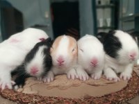 Cüce Tavşan Yavruları (Küçük Irk)