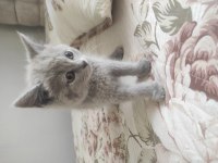 British Shorthair Yeni Yuvamızı Arıyoruz