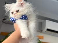 Irk garantili british bebeklerim