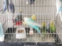 Yetişkin Muhabbet Kuşu