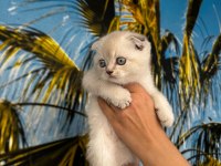 Irk Ve Sağlık Garantili Scottish Fold Bebekler