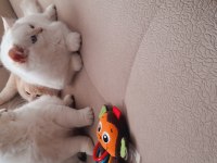 Ny1233 Erkek 3 Aylık Aşılar Ve Kum Parazit Tamam Kediler